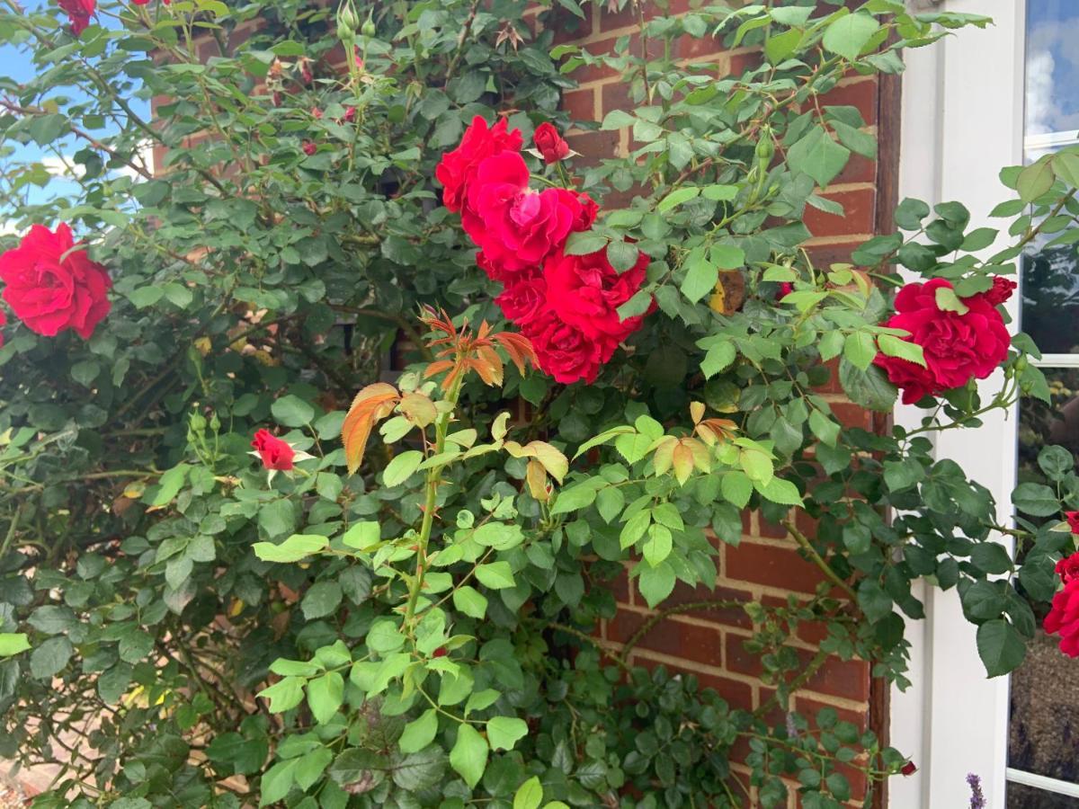 Rose Cottage Rye Exterior foto